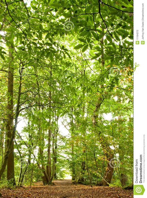Path Through Lush Forest Stock Photo Image Of Greenery 11164272