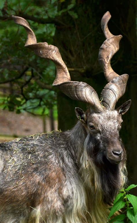 It is a protected species in pakistan unless permitted by the government to kill it under trophy hunting programmes. 40 Fun Facts About the Markhor (Pakistan's National Animal ...