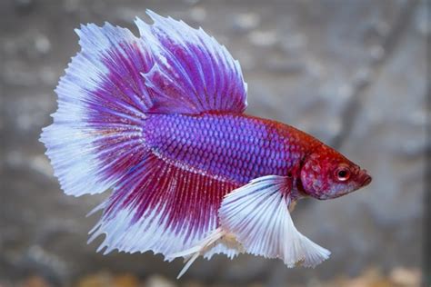 All Types Of Betta Fish With Pictures Which Type Of Betta Is Best Ibmk