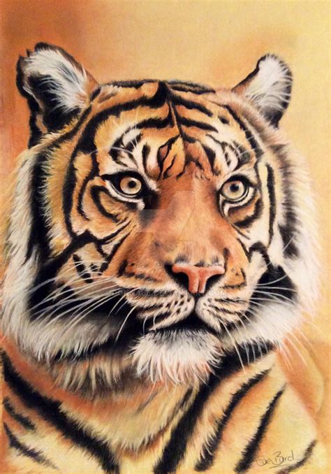 Tiger Drawing By Donnabe On Deviantart
