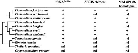 a selenocysteine trna and secis element in plasmodium falciparum