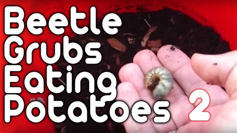 Beetle Grubs Eating Potatoes 2 Youtube