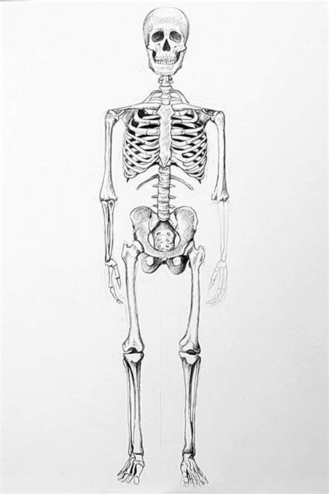 Aggregate More Than 79 Skeletal System Diagram Sketch Super Hot In