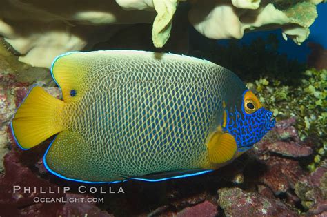Blue Face Angelfish Pomacanthus Xanthometopon 07855