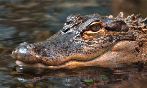What To Do If You Come Face To Face With An Alligator Live Science
