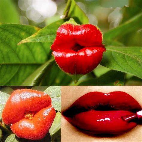 Egrow 100pcs Red Lips Flower Seeds Sexy Kiss Rosy Lip Plants Garden