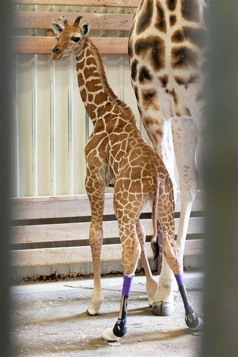 Baby Giraffe At Seattles Woodland Park Zoo Gets A New Name And A New