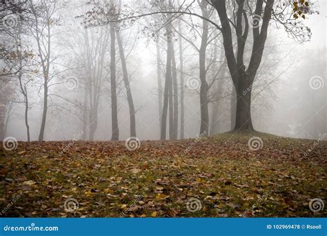 Autumn Forest And Fog Stock Photo Image Of Light Autumn 102969478