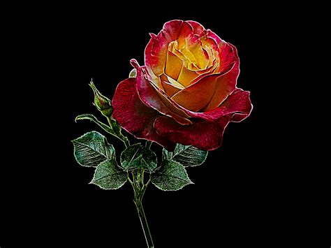 Artistic Rose Art By Susanlu4esm