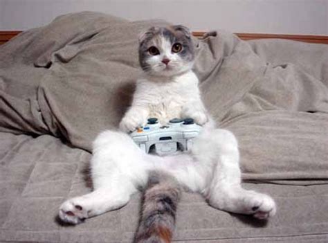 Funny Pictures Of Cat And Technology Amazing Creatures
