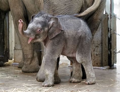 Asian Elephant Baby Makes Public Debut At Tokyo Zoo