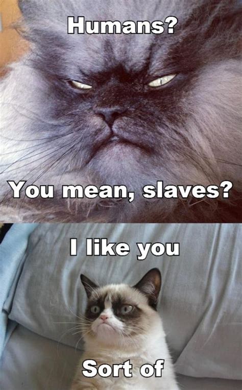 30 Very Funny Grumpy Cat Meme Pictures And Photos
