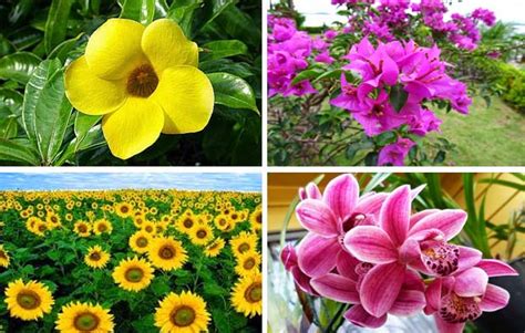 5 Contoh Bunga Sempurna Bagian Bagian Dan Gambarnya