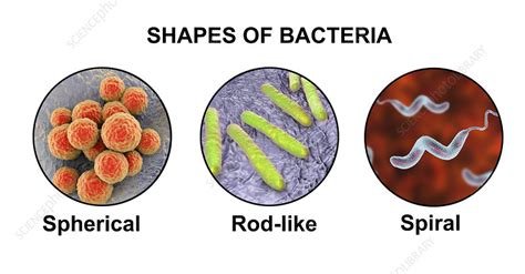 Bacteria Of Different Shapes Illustration Stock Image F0221826