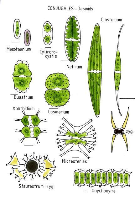 Conjugales Desmids Biology Microscopic Photography Biology Plants