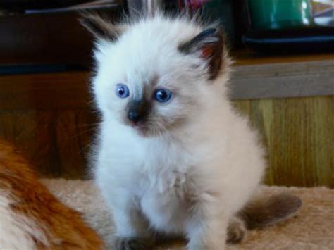 Tips and advice for choosing a ragdoll kitten, training, play time activities, costs involving with ragdoll ownership. Angelkissed Rag Doll Kittens Available for Ragdoll Cat ...