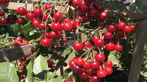 Cherry Tree How To Grow Cherry Tree In Containers