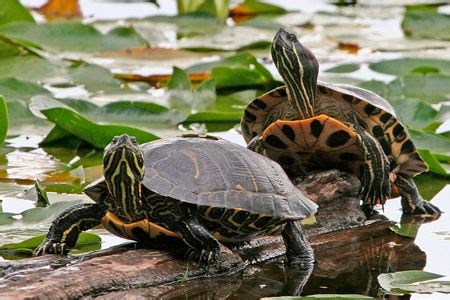 Red eared slider feeding frequency. Cannundrums: Turtle (Red-Eared Slider) Soup