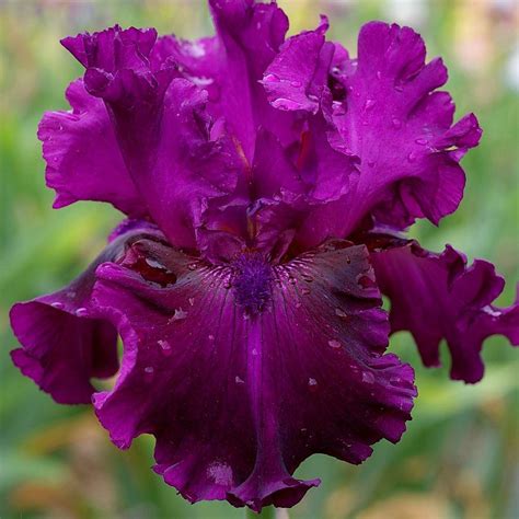 Photo Of The Bloom Of Tall Bearded Iris Iris Purple Serenade Posted