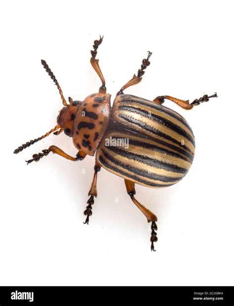 Leptinotarsa Decemlineata The Colorado Potato Beetle Is A Serious Pest