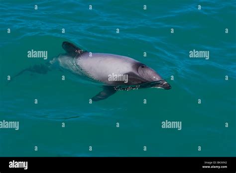 A Look At Life In New Zealand Hectors Dolphin The Smallest Dolphin