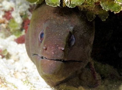 Their scaleless skin is actually brown, and the due to their large size and sharp, strong teeth; Giant Moray Eel - "OCEAN TREASURES" Memorial Library