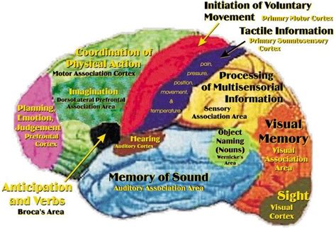 Basic Map Of The Human Brain Brain Mapping Neuroscience Music And