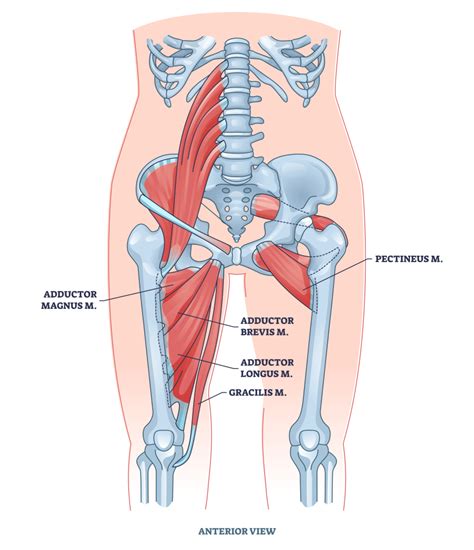 5 Best Adductor Stretches With Pictures Inspire Us