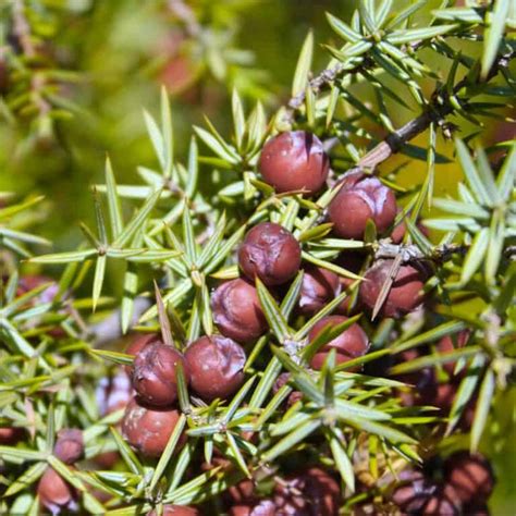 Are Juniper Berries Really Poisonous Survival Sullivan