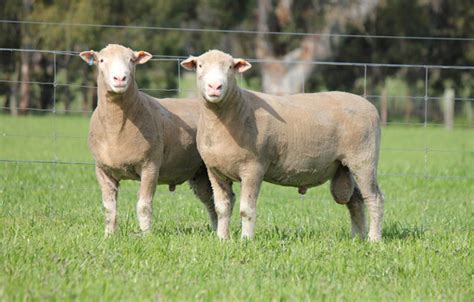 Icon Poll Dorset Chrome Sheep Studs Terminal Sheep Genetics
