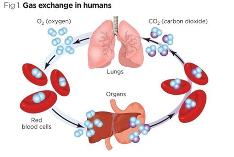 How Is Oxygen And Carbon Dioxide Transported In Human Beings Cbse