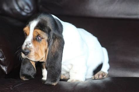A puppy/dog becomes part of your family and it is very sad for one to be given up due to incompatibility problems that could have been prevented by an owner being responsible and doing their homework. Basset Hound Puppies Middle Ga