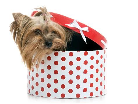 Or maybe some influential guy may say bitcoin is stupid, and you'll lose all your money. Does a Pet Make a Good Holiday Gift? | The Paw Print