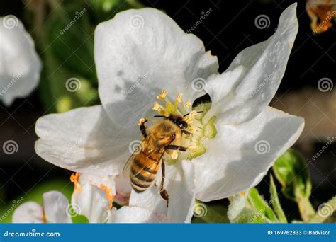 Honey Bee Pollination Process Stock Image Image Of Closeup Outdoor