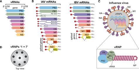 Frontiers Influenza A Virus Cell Entry Replication Virion Assembly And Movement