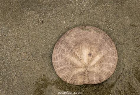 What Is Inside A Sand Dollar Discover Its Anatomy Ocean Fauna