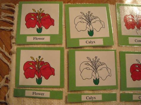 Draw hibiscus flower and label draw and label hibiscus flower drawing art collection. Inside the child: Parts of a flower - Hibiscus