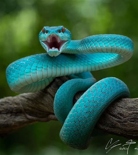 Real Pit Blue Viper Snake Goimages Vision
