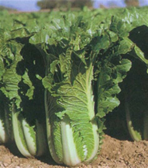 Chinese cabbage is also known by some other names such as napa cabbage, pak choi, bok choy, peking cabbage, celery cabbage, flowering cabbage planting disease resistant chinese cabbage varieties is a great way for controlling diseases. Chinese Cabbage Napa 包心大白菜 | Tainong Seeds Inc.