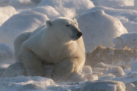 Polar Bear Enjoying The Weather Sean Crane Photography