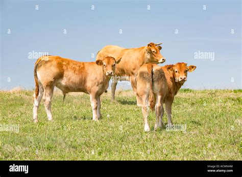 Two Limousin Calves Looking At The Camera With A Female Adult In The
