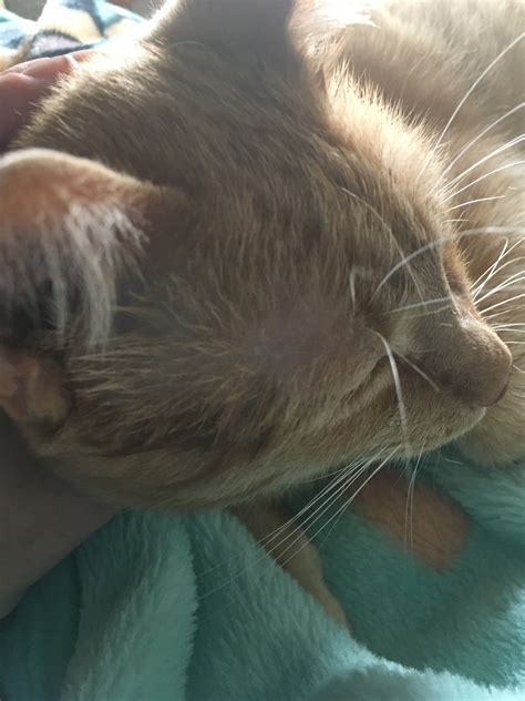 Bald Spots Right Above Cats Eyes Thecatsite