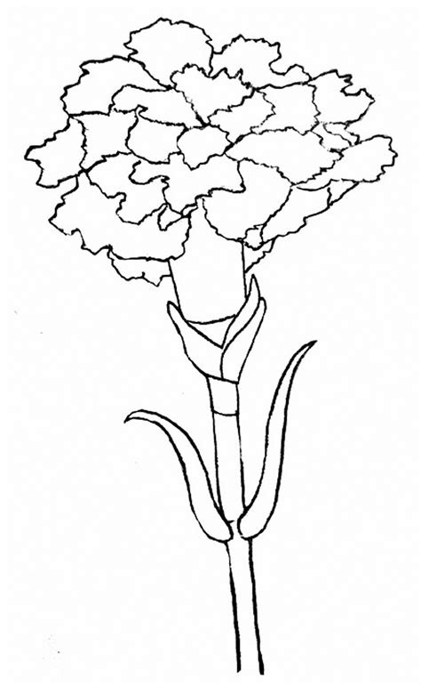 It also called clove pink, a species of dianthus. Pink Carnation Drawing at GetDrawings | Free download
