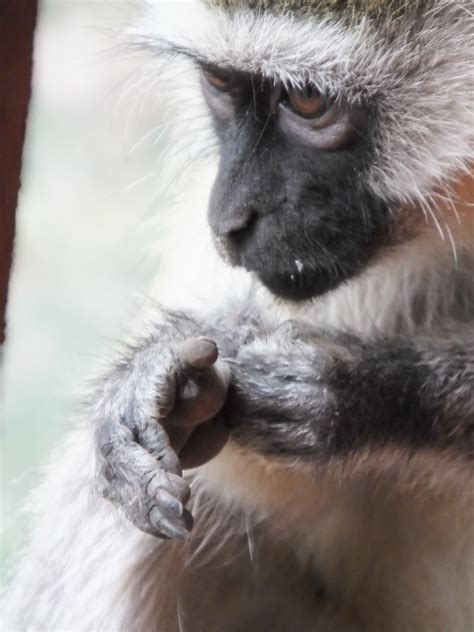 Monkey Hands And Feet Similar But Different In The Animal Kingdom