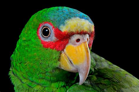 Zoológico Perico De Frente Blanca