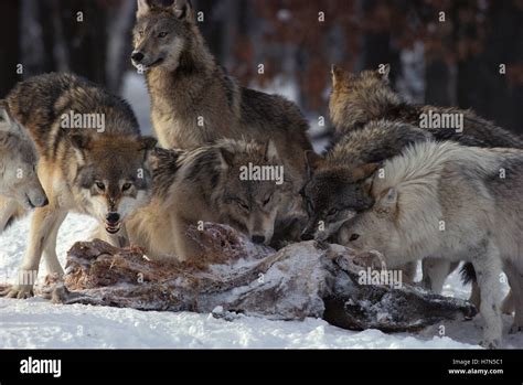 Timber Wolf Canis Lupus Pack Feeding On White Tailed Deer Odocoileus