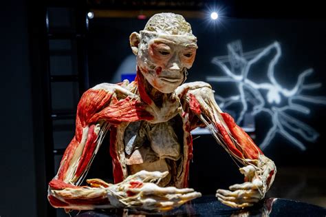 Get up close with real human bodies, organs at museum's 'Bodies ...