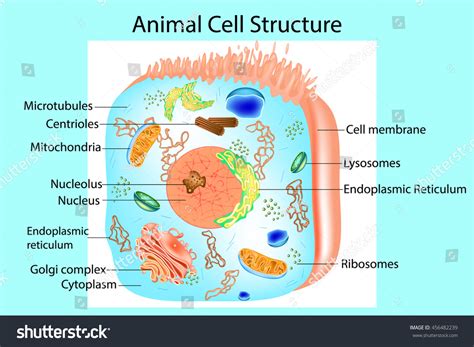 We did not find results for: Illustration Anatomy Animal Cell Structure Eukaryotic ...