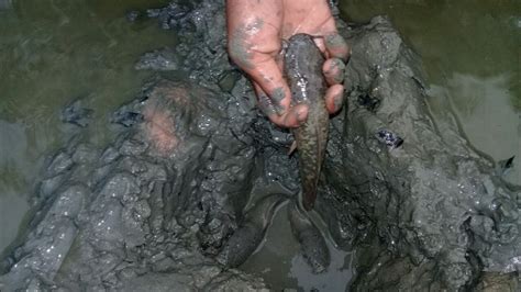 Best Hand Fish Catching Amazing Fishing In Mud Water Traditional