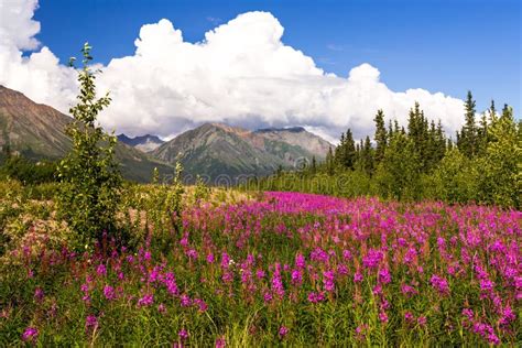 Yukon Wild Flowers Stock Photo Image Of Wild Highway 88072992